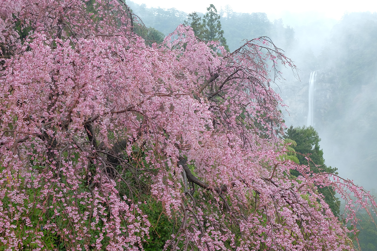 奥熊野いだ天ウルトラマラソン