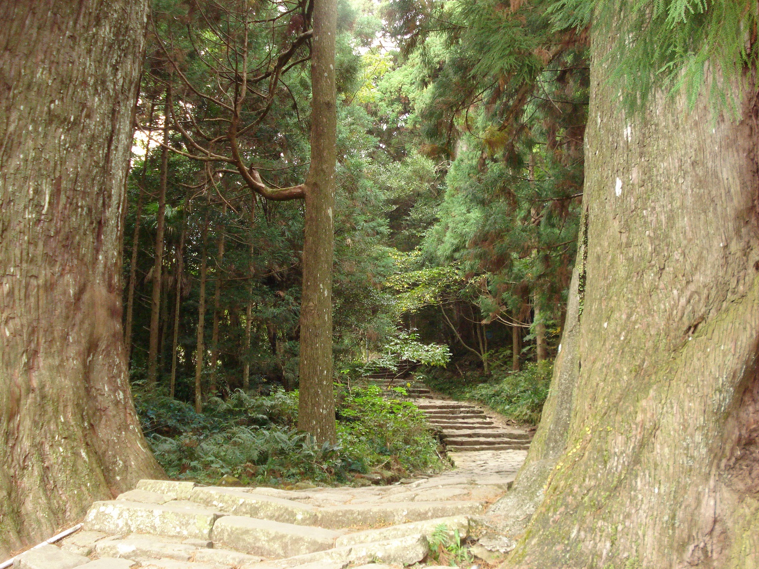 奥熊野いだ天ウルトラマラソン